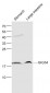 GIG34 Polyclonal Antibody
